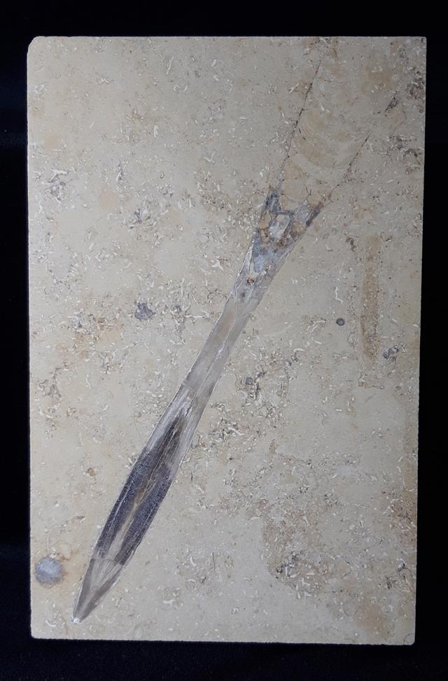 Hibolithes sp. (MONTFORT 1808) - Bild &copy; FossNet FossilienStore